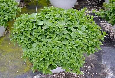 Michigan State Experts Offer Tips on Improving Your Ethephon PGR Applications
