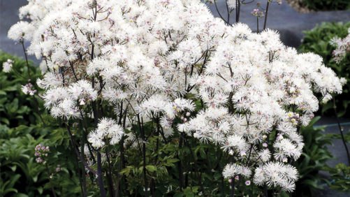 Kelly Norris Dishes on New Plants, Going to Seed, and Bootleg Petunias