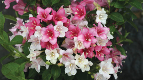 Spring Meadow’s New Logo Highlights Focus on New, Colorful Shrubs