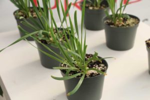 Allium 'Quattro' (Prudac)