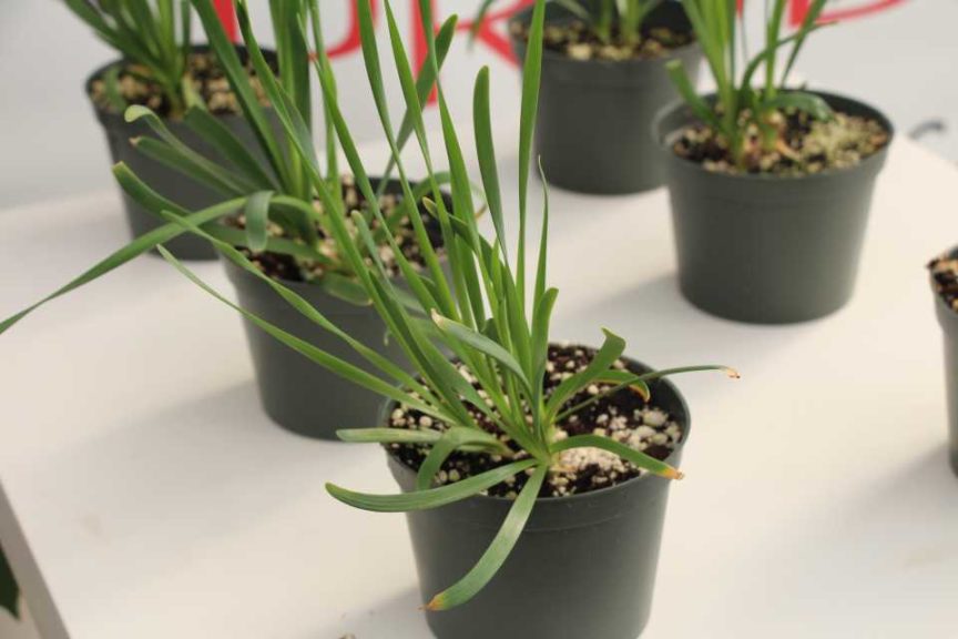 Allium 'Quattro' (Prudac)