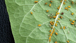 BioWorks Introduces New Insecticide/Miticide for Greenhouse Crops