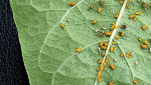 New Tools for Your Crop Protection Arsenal in the Greenhouse