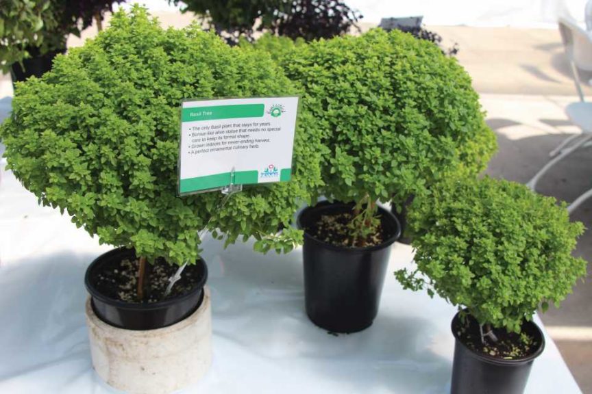 Basil Tree (Hishtil)