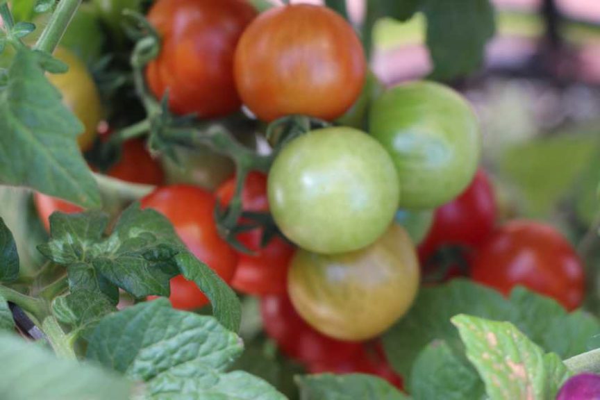 Cherry Tomato 'Little Bing' (PanAmerican Seed)