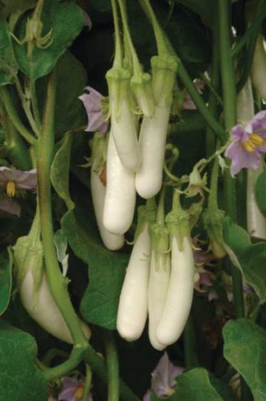 Eggplant 'Gretel' (PanAmerican Seed)