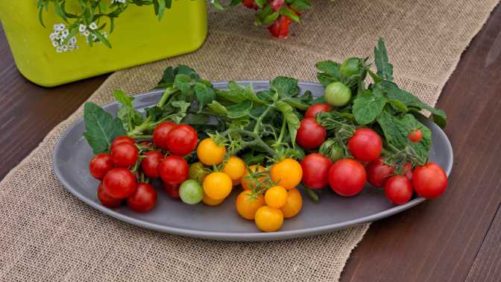 39 New Vegetables and Herbs for 2018