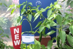 Hot Pepper 'Durango' (Sakata Vegetables)