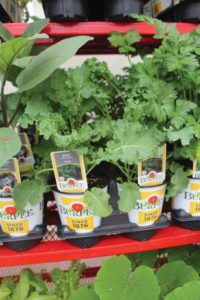 Kale 'Prizm' (Burpee Seed)
