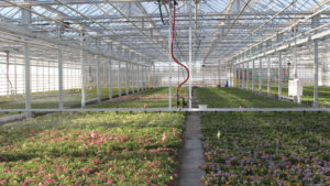 Ohio Ornamentals Grower Expands Market Share