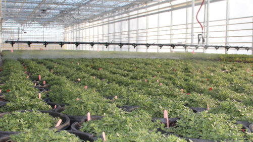 Boom Technology Helps Irrigate Multiple Crops at Foertmeyer & Sons