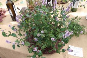 Mentha 'Zest Mint Beehaving' (Hort Couture)