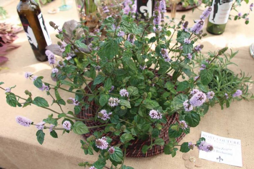 Mentha 'Zest Mint Beehaving' (Hort Couture)