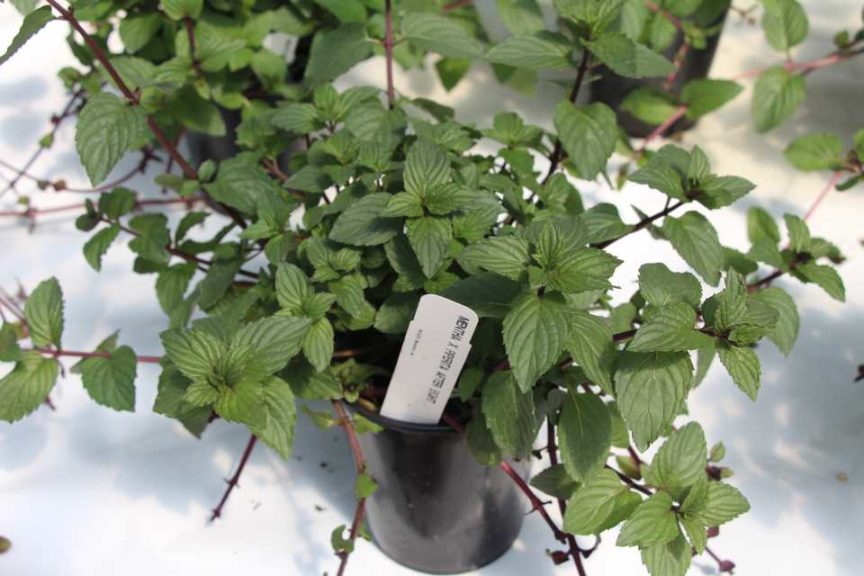 Mentha 'After Eight' (Hishtil)