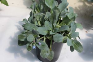 Mertensia maritima (Hishtil)