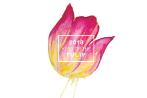 National Garden Bureau 2018 Year of the Tulip