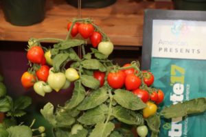 New Tomato ‘Heartbreaker’ - Dora F1 (Fred C. Gloeckner & Co. Inc.)