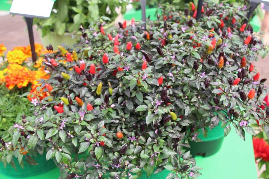 Ornamental Pepper 'Midnight Fire' (PanAmerican Seed)