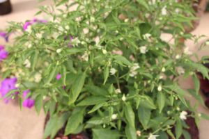 Pepper 'PatioPerfect Demon Red' (Hort Couture)