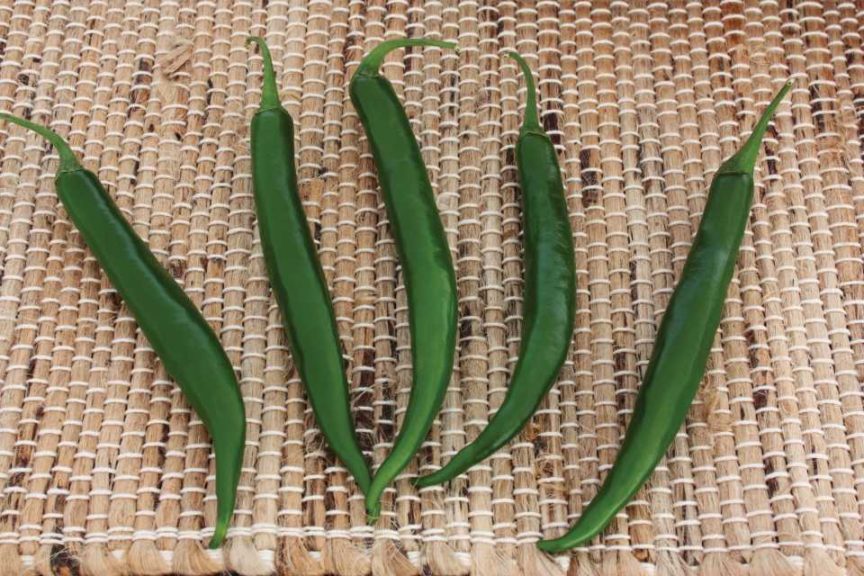 Pepper 'Crackle' (Sakata Vegetables)