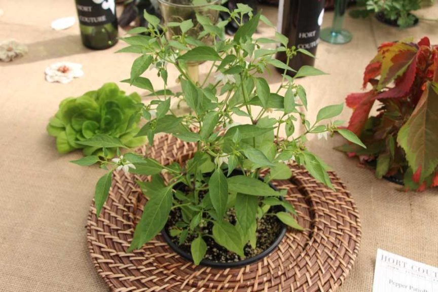 Pepper 'PatioPerfect Pikito' (Hort Couture)