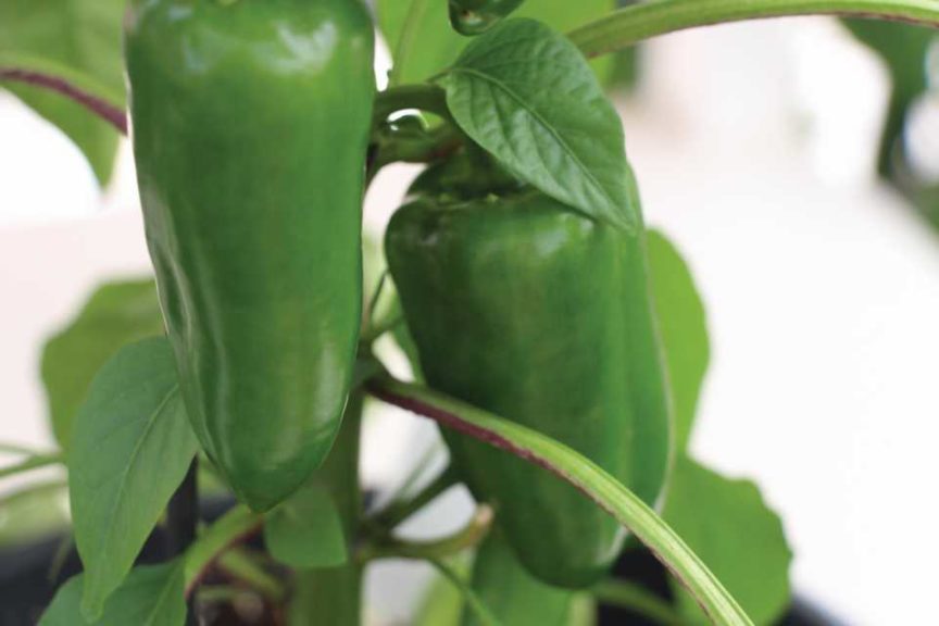 Pillar Peppers (Prudac)