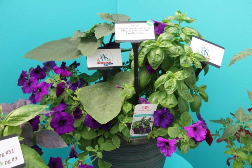 Plug & Play Combo Foodie Blues (PanAmerican Seed)