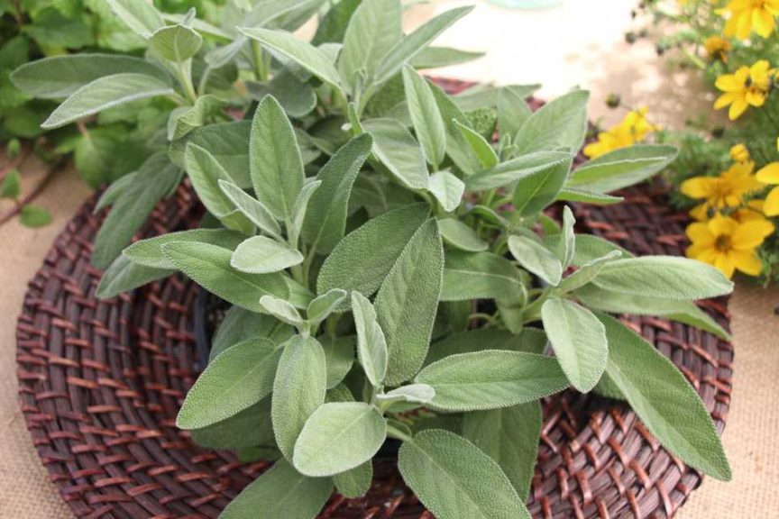 Sage 'Zest Intensia' (Hort Couture)
