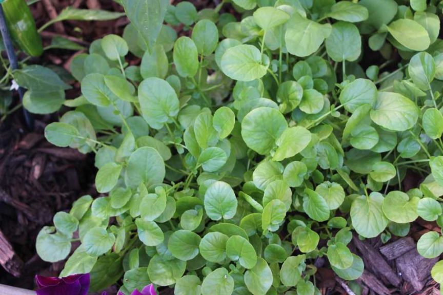 SimplySalad Arugula (PanAmerican Seed)