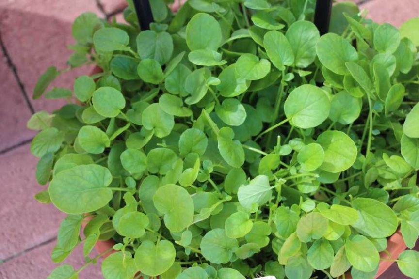 SimplySalad Cress (PanAmerican Seed)