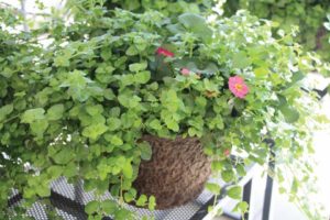 Strawberry Mint Mojito (Westhoff)
