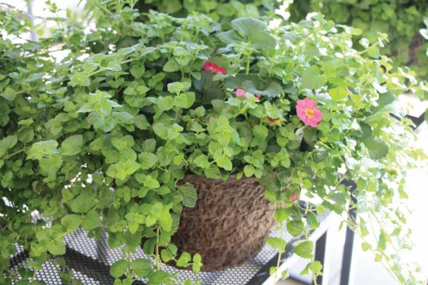 Strawberry Mint Mojito (Westhoff)