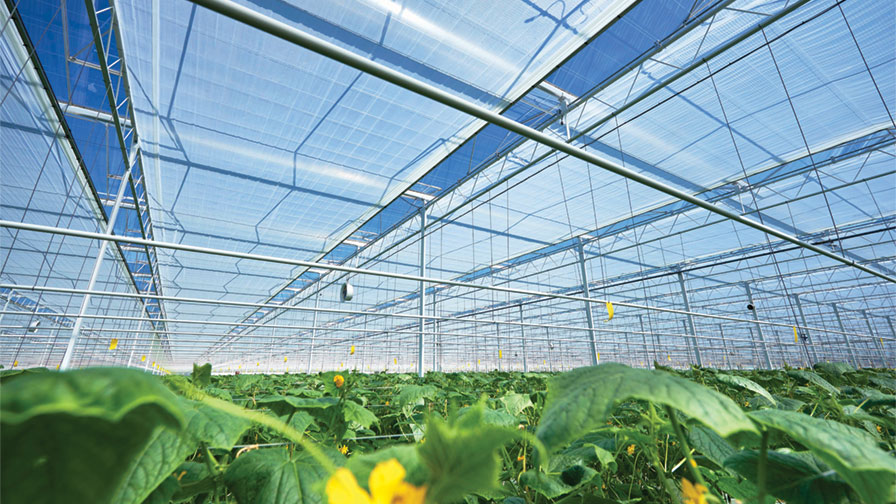 Svensson Luxous 1147 FR climate screens incorporated into a greenhouse operation over yellow flowering plants