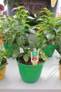 Take 2 Directors Cut Sweet Peppers Combo (Burpee Seed)