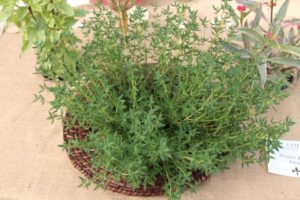 Thymus 'Zest Zinger' (Hort Couture)