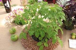 Tomato 'Mixology Lemon Drop' (Hort Couture)