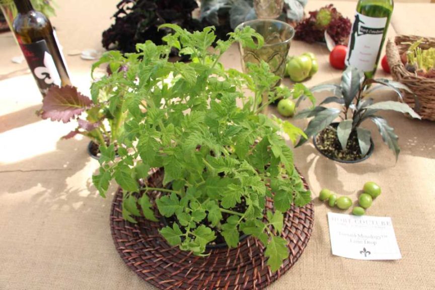 Tomato 'Mixology Lime Drop' (Hort Couture)