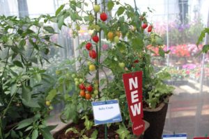 Tomato 'Ruby Crush' (Sakata Vegetables)