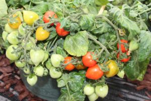Tomato 'Sweet Valentines' (Hem Genetics)