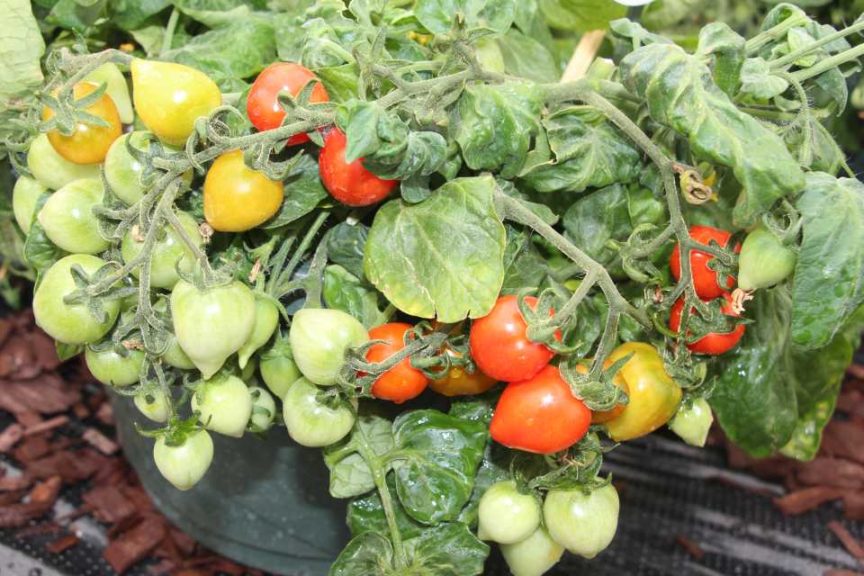 Tomato 'Sweet Valentines' (Hem Genetics)