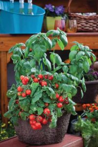 Cherry Tomato 'Little Birdy Red Robin' (Sakata Vegetables)