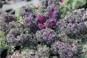 Yokohama Red Flowering Kale (Sakata Ornamentals)