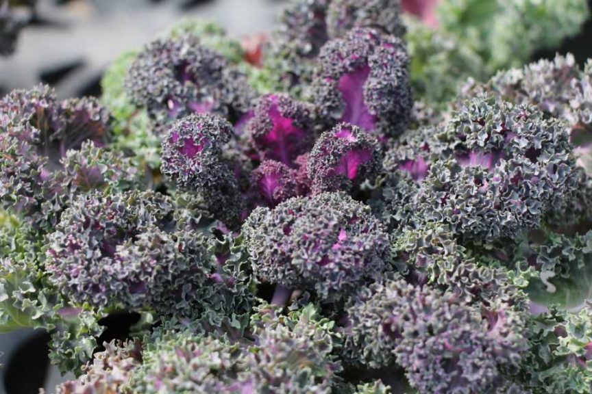 Yokohama Red Flowering Kale (Sakata Ornamentals)