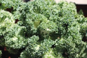 Yokohoma White Flowering Kale (Sakata Ornamentals)