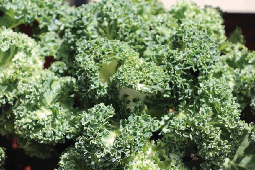 Yokohoma White Flowering Kale (Sakata Ornamentals)