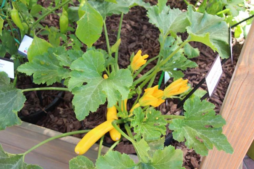 Squash (Zucchini) 'Easy Pick Gold II' (PanAmerican Seed)