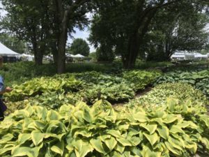 Darwin Perennials Day
