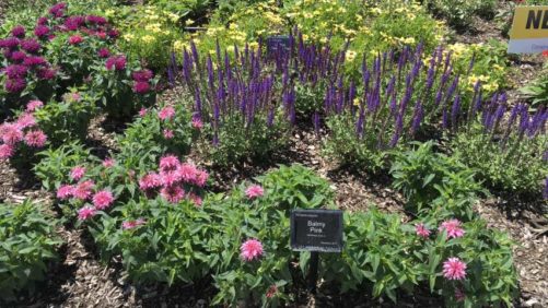 Online Classes Offer Pointers on Herbaceous Perennials
