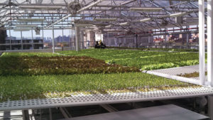 Greenhouse Vegetable Production Systems for Every Grower