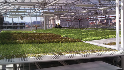 Greenhouse Vegetable Production Systems for Every Grower